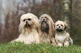 LHASSA APSO 276